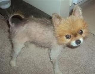 Shaved 2024 pomeranian puppy